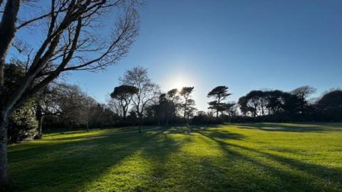 A line of trees casts a shadow over a large area of grass in a park, backlit by low sunlight.
