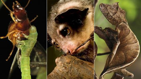 Montage of three wildlife photos: a green caterpillar eating a beetle, an Aye-aye, and a moth.