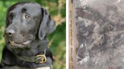 The image is split in half. On the left hand side is a black Labrador wearing a black collar with a gold buckle. On the right is a clear plastic bag with drugs inside. 