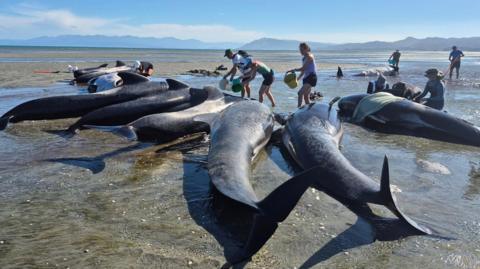Volunteers surround nearly a dozen pilot whales, pouring buckets of water to keep them cool