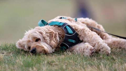 A small beige-coloured dog with a coat lies on the grass. He is on a lead.