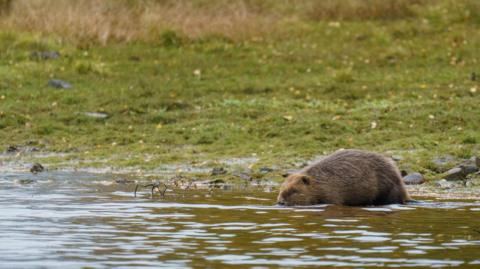 Large beaver on the banks of a loch, going into the water