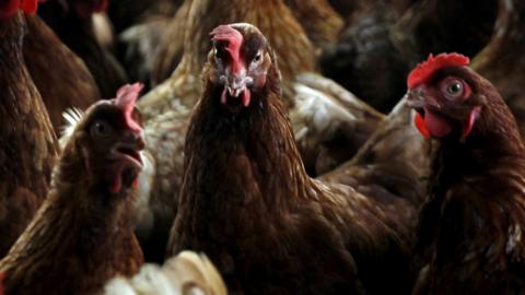 A group of brown feathered chickens inside a shed. They are all looking in different directions and some have their beaks open.