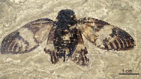 A photograph of the cicada fossil found in the Messel Pit site in Germany. 