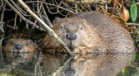 Two beavers in water 