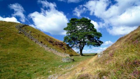 Sycamore gap tree before it was felled