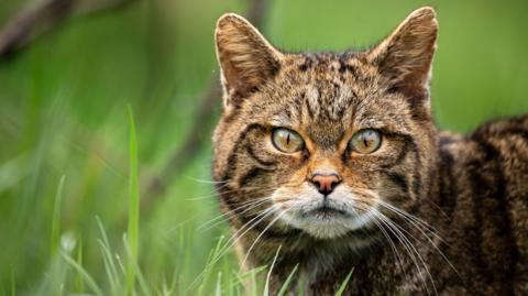 A striped wildcat, hidden amongst the grass, looks down the lens of a camera.