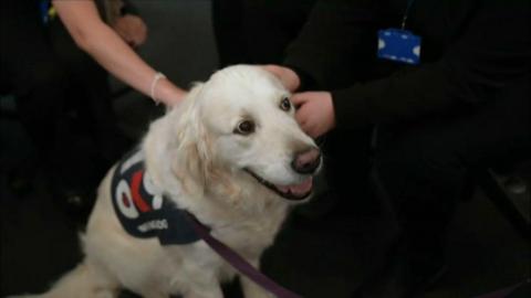 A white golden retriever sitting on the floor of an office being stroked. She has a harness on that reads OK 9 