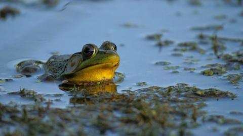 A Green frog rests while partially submerged in pond water 