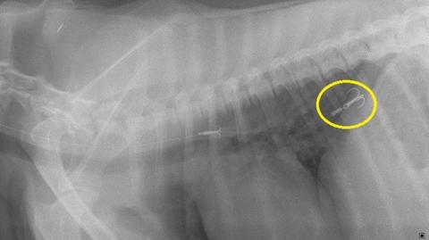 An x-ray showing a fish hook inside a dog