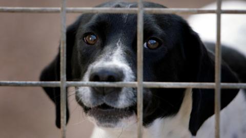A black and white-coloured dog pictured in a cage. Stock photo.