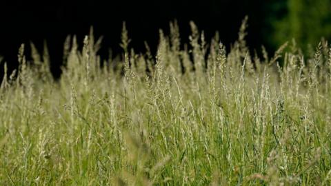 A close-up shot of long grass against a dark green background