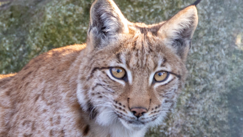 A young Carpathian lynx with dark markings and a light coloured pelt.