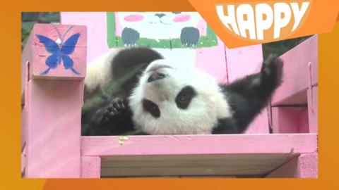 A panda upside down on a pink chair