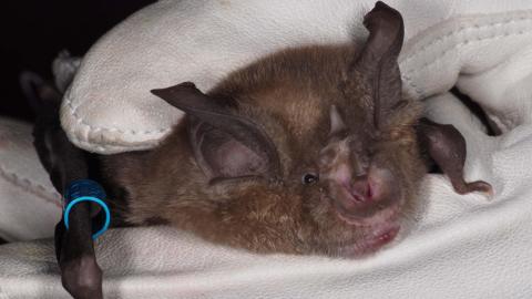 A close up image of a greater horseshoe bat found in Fort Henry. The bat is being held by someone wearing a white glove.