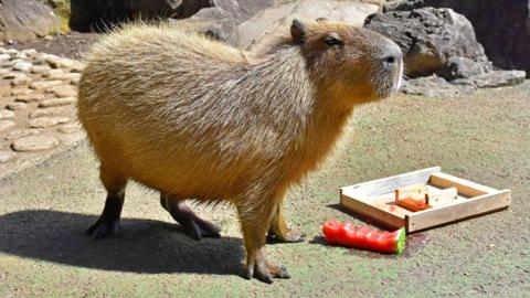 Capybara seen standing next to a wooden tray with a half eaten piece of watermelon by their feet