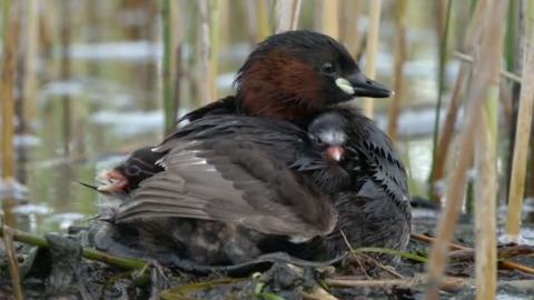 a family of grebes
