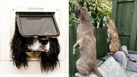 A dog looking through a cat flap and two cats sitting on their back legs looking over a fence.
