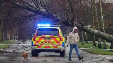 A man walks his dog in front of a police car, which is parked in front of a fallen tree