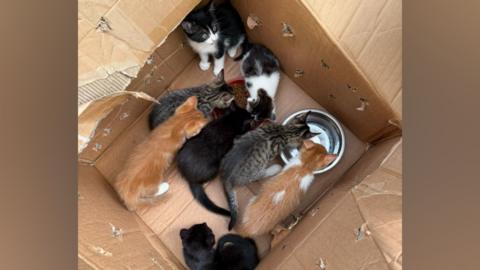 Eight small kittens of mixed colours, including ginger, black, tabby and black-and-white, huddle and eat from bowls inside a torn cardboard box, with ragged edges and bite marks visible on the sides.