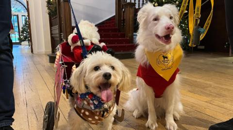 The two dogs look straight ahead. Zoe on the left is the smaller dog with beige fur and floppy ears. Her tongue hangs out and she wears a soft brown harness to attach her two wheels at the back, which are attached to a small sleigh with a Santa doll in. Ralph has white fur and stands proud with his mouth open, showing his teeth. 