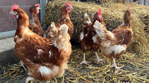 Brown and white chickens gather near straw bales