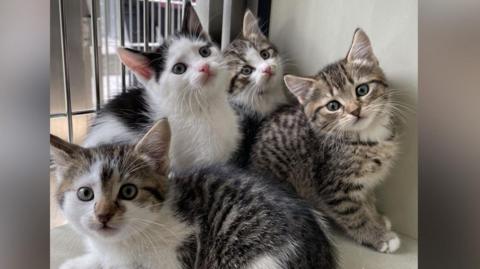 A group of cats at a rescue centre