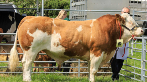 A very large bull stood in a pen 