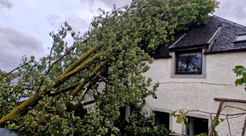 A tree crashed into a house 