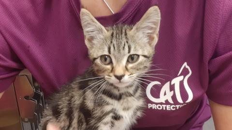 A kitten with pointy ears looks towards a camera as it is held against the torso of a person wearing a Cats Protection T-shirt