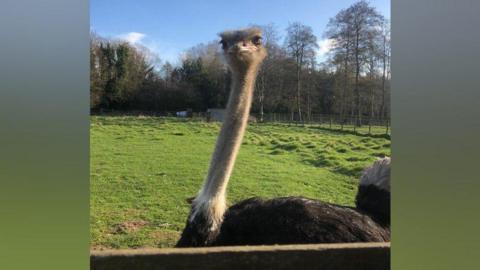 An ostrich with a beige-brown head and neck, looking into the camera. Its body is black with a fluffy white feathered tail. It is standing in a field full of green grass behind a wooden fence
