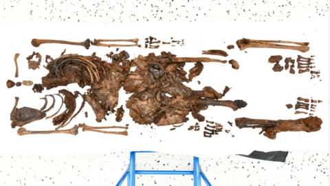 The human remains on a white backdrop - multiple bones placed in skeleton position with some missing. The skeleton is brown and grey in colour. 