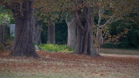The green space on Riddles Road in Sittingbourne. A number of tree trunks can be seen in the image with leaves on the ground.