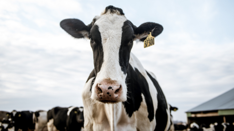 A black and white dairy cow close up, staring into camera against a blue sky, wearing a yellow ID tag on ear... more cows and farm building out of focus in the background