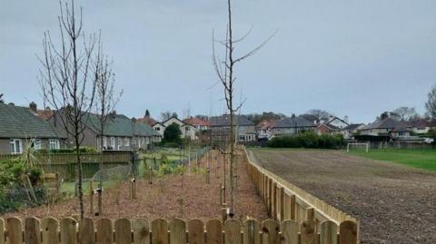 Young trees planed in soil within a wide border that had a wooded fence along the outer edge. The border runs alongside the back of a row of houses on the left, and the park area on the right.