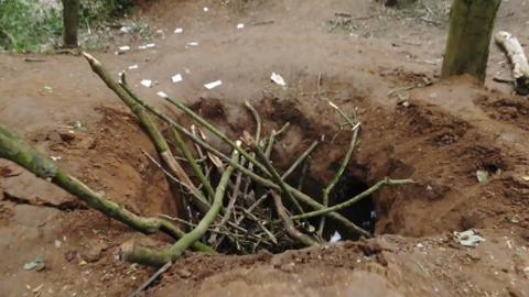 Damaged badger sett