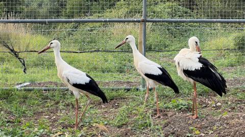 Three storks stood in a row, with a metal fence behind them.