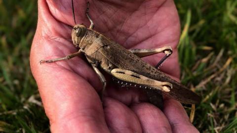 Close up of the Egyptian locust which is being held in the palm of a hand. Green grass is in the background. The insect is a grey, brown colour. It has long legs and a long body.
