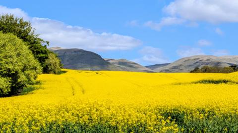 Hills in the background with a field of yellow flowers in the foreground