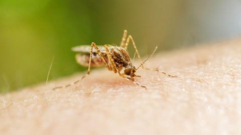 Mosquito on the skin