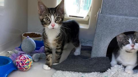 Two kittens in a rehoming centre