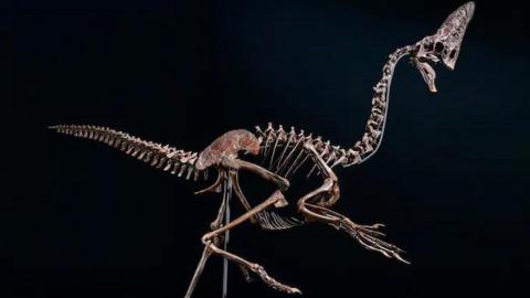 Dinosaur skeleton