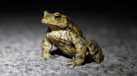 A common toad is illuminated by torchlight as a volunteer from the Charlcombe Toad Rescue Group and Froglife assists it across a road during the annual migration to a nearby breeding lake.