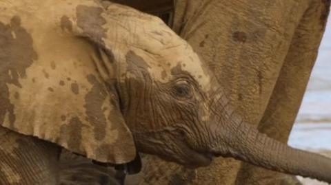 A baby elephant