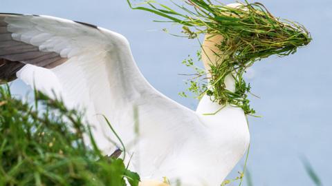 A white bird with green grass blowing into its face