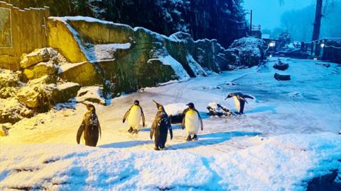 A group of penguins standing in the snow with rocks behind them