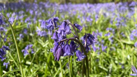 A close up of a bluebell plant in flower, in the foreground there are many more bluebell flowers.
