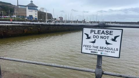 Murky harbour with sign on barrier reading "Please do not feed the seagulls, no matter what they say".