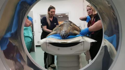 One green sea turtle is laying on a blue paper, on top of a medical shelf just about to enter a CT scanner.