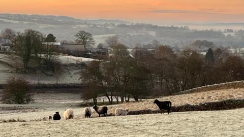 A frosted field with about eight sheep. Rolling hills covered with trees are in the background, with a red sky above them.